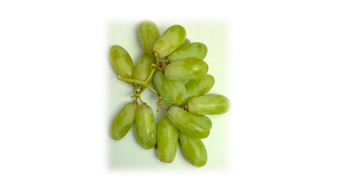 Pristine l’uva bianca seedless dai lunghi acini.